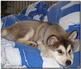 Alesha 1-2009 2
